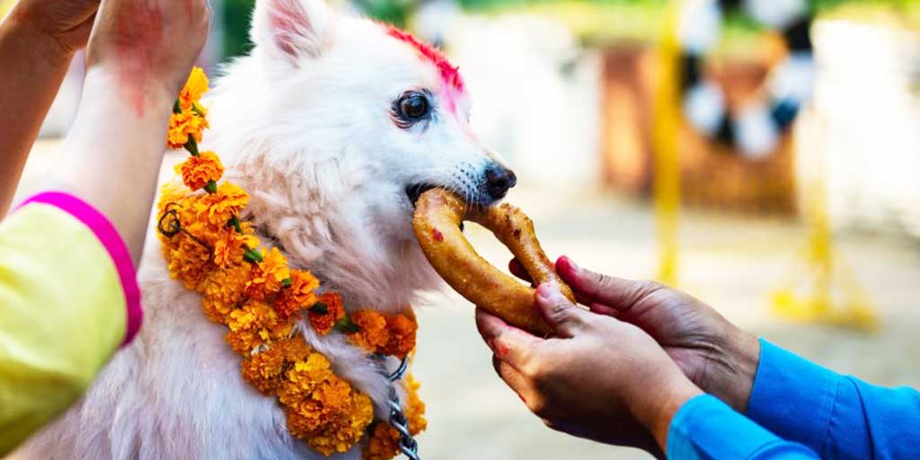 This image has an empty alt attribute; its file name is nepal-celebrates-dog-diwali-know-about-some-interesting-facts-soical.jpg